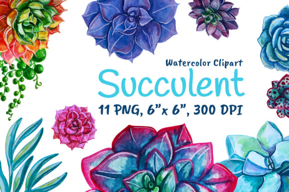 Succulents Watercolor Rose Pink Plants Decorative Elements